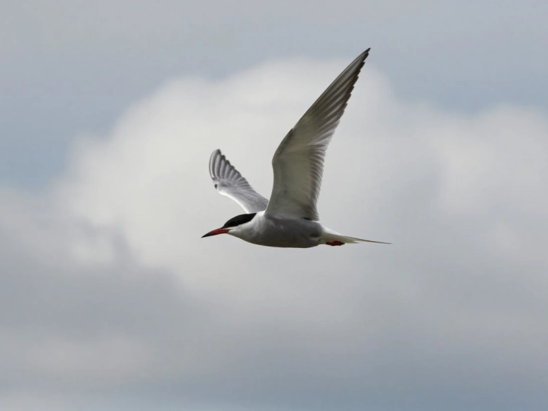Découverte des oiseaux des étangs du Plessis Brion